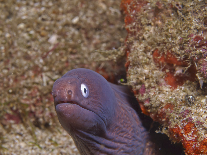 White Eyed Moray Eel, Canyons